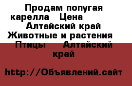 Продам попугая карелла › Цена ­ 4 000 - Алтайский край Животные и растения » Птицы   . Алтайский край